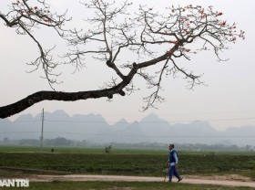 Image: The rice flowers bloom beautifully in the suburbs of Hanoi
