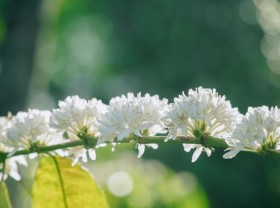 Image: Coffee flower season in the eyes of Central Highland locals
