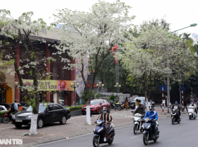 Image: The stunning and dreamy beauty of Sua Flowers blooming in Hanoi