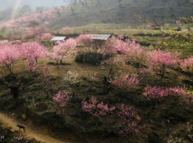 Image: Blooming peach blossoms embellish beauty of Phin Ho village