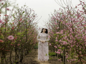 Image: Vietnam among hotspots in Asia to see cherry blossoms