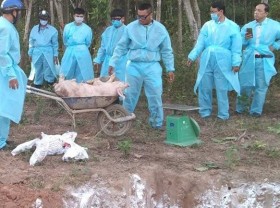 Image: African swine fever outbreaks discovered in Quang Tri