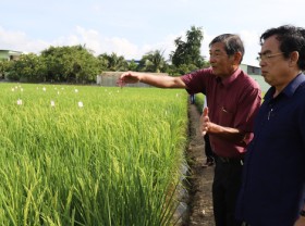 Image: American firms reportedly register Vietnam’s ST25 rice, once world’s best, for trademark protection in US
