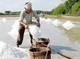 Image: Linkage with enterprises, technological app needed to raise salt farmers' profit