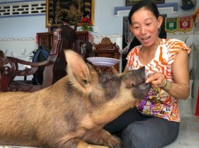 Image: Mekong Delta: spoiled pigs eating sweets, and other unusual phenomena