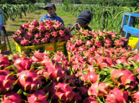 Image: Vietnamese fruit and vegetable businesses seek to meet global demands