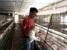 Image: Young farmer earns billions of VND a year from rabbit exports to Japan