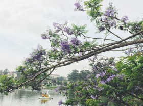 Image: Da Lat has entered the beautiful purple phoenix season, ecstatic!