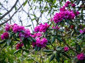 Image: Fairytale scenery of the northwestern azalea forest