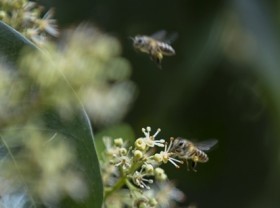 Image: Honey turns sweet life for villagers in Hòa Bình Province