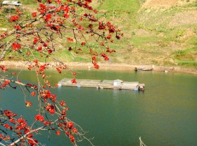 Image: In kapok blooming season, flowers set the sky on fire in Vietnam