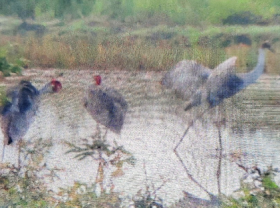 Image: Endangered red crowned cranes spotted to reappear in Mekong Dalta