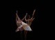 Image: HBSO to present a night of neoclassical ballet this weekend