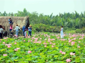 Image: Lotus season in town