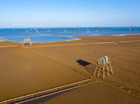 Image: Marvel at the beauty of the “field” clam farming on Thai Binh beach