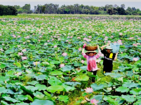 Image: Embassy of Bulgaria funds a Vietnamese project of Lotus an opportunity for rural women s development
