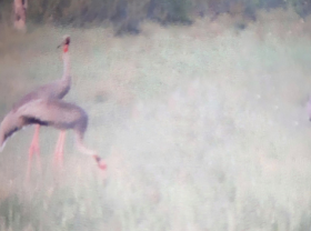 Image: Endangered cranes return to Vietnam after one year of absence
