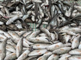 Image: Fish die en masse in aquaculture zone in Vietnam