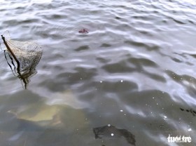 Image: Pollution turns Hanoi’s West Lake moss green: Environment authority