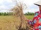 Image: Southern region continues to brace for scorching hot days