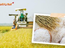 Image: Vietnam aims to be world's top exporter of quality rice