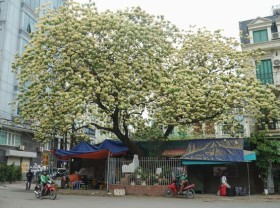 Image: Overwhelmed by 300-year-old Spider Tree”unique treasure” in Hanoi