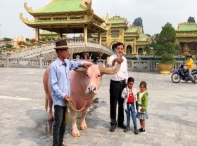 Image: Pink buffalo in Saigon