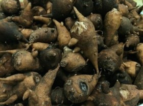 Image: Strangely, the “poisoned” porridge was only eaten at night, the bitter taste in Ha Giang