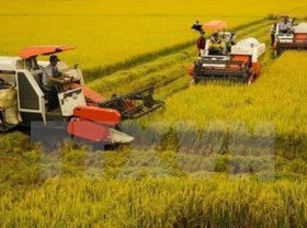 Image: Vietnam aims to reduce greenhouse gas emissions in rice sector