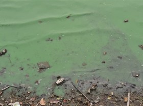Image: Water in Hanoi’s largest lake turns moss green, Environment Ministry takes action