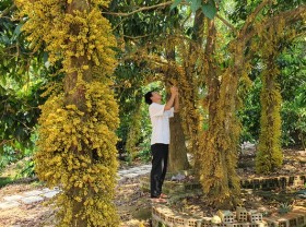 Image: The flowers growing from the beautiful body are surprised to “attract” visitors to check-in in Phu Yen