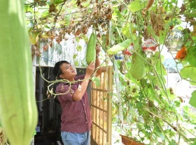 Image: The ‘strange’ rooftop farm garden of a funny single guy