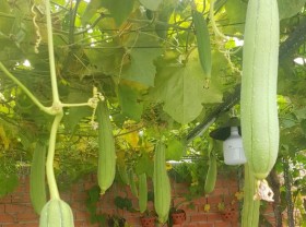 Image: The vegetable garden of the couple 8X Saigon