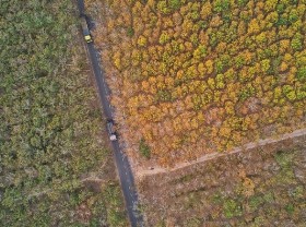 Image: There is a rubber forest in Tay Ninh that is so surreal that it will fascinate people!