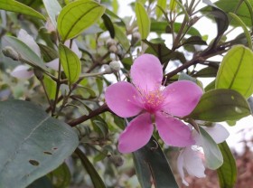 Image: Childhood Rhodomyrtus Tomentosa suddenly ‘hot’ in the city: Huge income from forest fruits