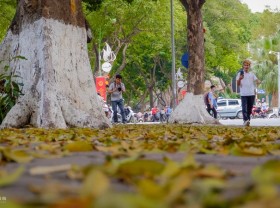 Image: Falling crocodile leaves season attracts visitors to take pictures