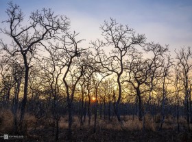 Image: Go to the forest to hunt for pictures of birds
