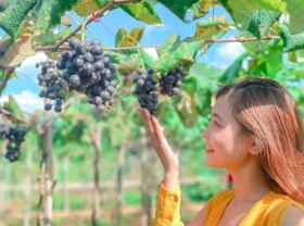 Image: Long Khanh Vineyard, an ideal weekend entertainment spot