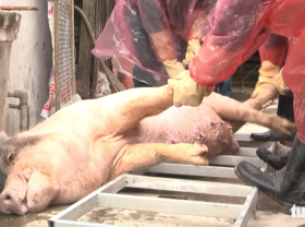Image: Locals dump dead pigs into rivers amidst African swine fever epidemic in Vietnamese province
