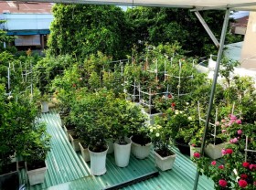 Image: Plant a 100-pot rose garden on the roof of his wife