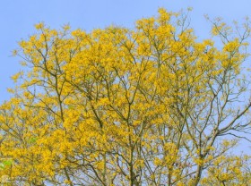 Image: Primate Queen’ in the forest of yellow flowers