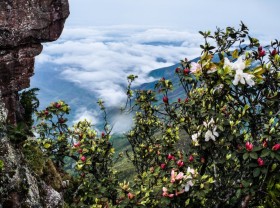 Image: Rhododendrons blooming on Pha Luong heaven gate