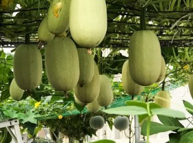 Image: Rooftop garden with many varieties of ‘giant’ vegetables