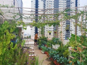Image: Teacher 8X created a beautiful and lush vegetable garden in the heart of Ho Chi Minh City by himself