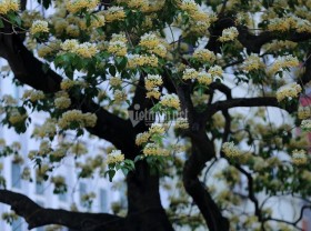 Image: Ravishing spider tree: 300-year-old charmer in Hanoi