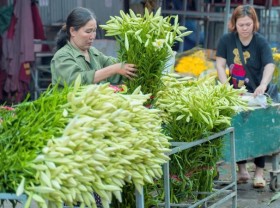 Image: White lilies greet April in Hanoi