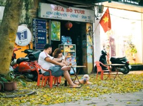 Image: Dracontomelum - a beautiful and “tasty” legacy of Hanoi