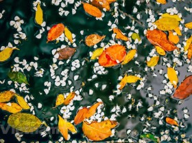 Image: Dreamy Hanoi in the falling dracontomelon leaves season