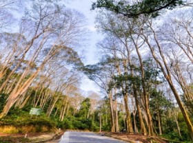 Image: In photos Spectacular Lagerstroemia tomentosa forest in the central Vietnam from bird eye view