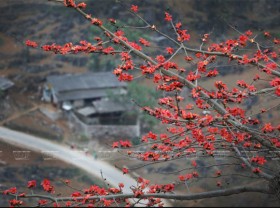 Image: Red silk-cotton flower heats up Ha Giang rocky plateau